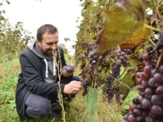 Winobranie w Winnicy Tarnowskiej. Będzie wspólne zbieranie winogron, różne degustacje oraz promocja książki o tradycyjnych smakach Tarnowa