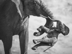 Te zdjęcia zachwycają i rozdzierają serce. Polak wśród laureatów prestiżowego konkursu fotografii przyrodniczej Wildlife Photographer of the Year 2026