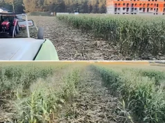 Kukurydza zniszczona jak po przejściu tornada. Straty sięgają 60 proc.