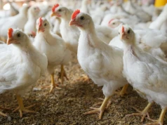 Import drobiu z Brazylii do UE wzrósł o 80%. To mocny sygnał dla branży