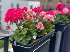 Pelargonie jeszcze stoją na balkonie? Tej nocy mogą już nie przetrwać