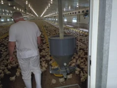 Import drobiu z Brazylii do UE wzrósł o 80 proc. KRD odpowiada na argumenty rządu ws. Mercosur
