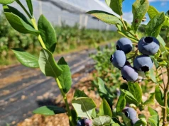 Chile znów wyśle więcej borówek. Europa odbiera już połowę dostaw
