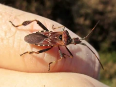 Jesienią pcha się do mieszkań. Nie rozgniataj go, bo zapachu długo nie zapomnisz