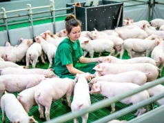 Nawet 150 tys. zł dla hodowców bydła i świń! ARiMR przypomina o ważnym naborze