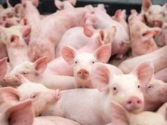 Na te pieniądze z ARiMR nie trzeba będzie czekać. Otrzymasz tuż po złożeniu wniosku. Nabór za 7 dni