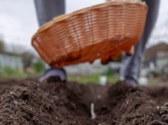 Od tego zależy wielkość główek czosnku. Zadbaj o grządkę przed zimą
