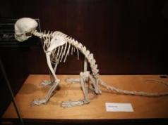 PAN powołała Komitet Honorowy Budowy Muzeum Historii Naturalnej w Warszawie