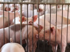 Ceny żywca w skupach znów poszły w dół