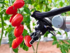 Ruszyły testy robota, który wykorzystuje kosmiczne technologie do zbioru pomidorów