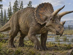 Triceratops od A do Z. Trzy rogi, ślady walk i niezwykła historia odkrycia
