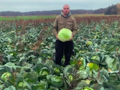 W skupie dawali mu 50 gr za kapustę. Rolnik wpadł na pomysł i sprzedaje ją po 2 zł/kg