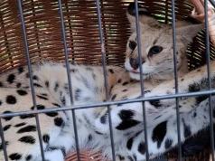 Egzotyczny kot widziany w powiecie biłgorajskim odnaleziony. Shira siedziała na drzewie