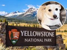 Pies Luna odnaleziony po 34 dniach w Yellowstone!