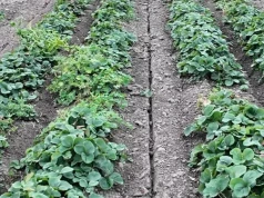 Wjechali głęboszem między truskawki. Korzenie ucierpiały, rośliny wyglądają dobrze