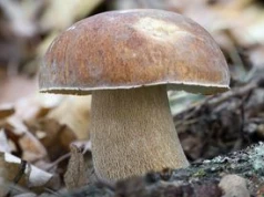 Mniej znany kuzyn prawdziwka. Zbierz go póki czas, bo możesz żałować, tak jest świetny do suszenia