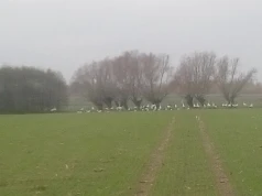 Szkody wyrządzone przez żurawie i gęsi. Rolnicy muszą poczekać na odszkodowania