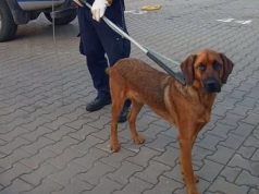 Atakował każdego, kto próbował wejść do klatki. Agresywny pies sterroryzował mieszkańców