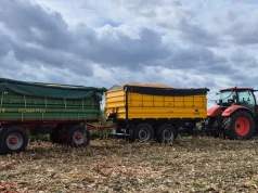 Ceny mokrej kukurydzy 16 października. Skupy płacą nawet 680 zł/t