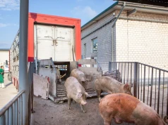 Ceny świń spadają nawet do 3,90 zł/kg. „Katastrofa już jest”. Ile płacą skupy?