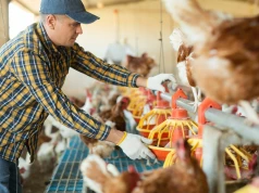 Producenci drobiu i jaj biją na alarm. Tak niskich cen dawno nie było