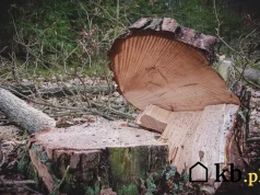 Drewno na opał za darmo? Wystarczy wiedzieć, gdzie szukać takich ogłoszeń