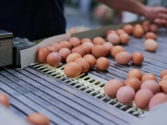 Załamanie cen drobiu i jaj. Hodowców wykańczają drogie pasze i gigantyczny import z Turcji