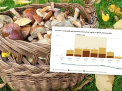 Gdzie na borowiki, a gdzie na kurki w opolskich lasach? Ta aplikacja to podpowiada