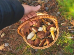 Tu grzybiarze zbierają pełne kosze. 5 miejsc w Wielkopolsce, które warto sprawdzić po deszczu