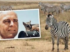 Zoolog i laureat Oscara upamiętniony. Stworzył Narodowy Park Serengeti