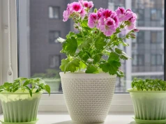 Jak przezimować pelargonie bez piwnicy? Postaw je w tym miejscu