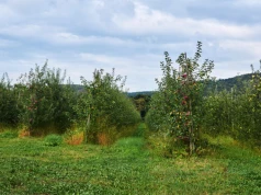 Leśnicy zadbają o sady w Łódzkiem. 5 regionalnych sadów odzyska życie