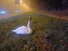 Łabędź potrzebował pomocy na ul. Jana Pawła II. Poranna interwencja w Lublinie