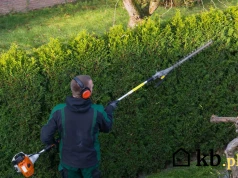 Niemcy od dawna nie sadzą tui. Te rośliny wybierają na ich miejsce