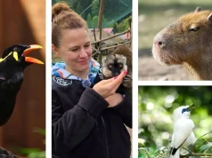 Stres, głód i śmierć: taką cenę zapłaciły zwierzęta z Łącznej za czterodniową "opiekę" prokuratury i animalsów
