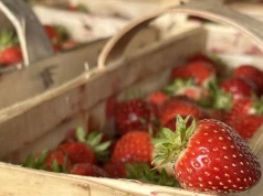 Polska żywność spełnia wysokie standardy. Import powinien grać według tych samych zasad