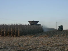 Na to zwróć uwagę planując orkę po kukurydzy na ziarno