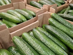 Rosyjskie ogórki zatrzymane na polskiej granicy. Pimetrozyna 5,5 raza ponad limit UE