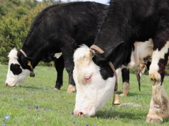 Krowy zniszczyły trawnik sąsiada, ale sąd oddalił pozew. Dlaczego rolnik nie zapłacił?