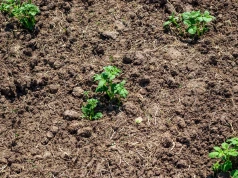 Ziemia po pomidorach może skrywać groźne patogeny. Tak przygotujesz ją do nowej uprawy