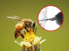 Żądło pszczoły pod mikroskopem. Natura zaskoczyła inżynierów