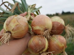 Cebula za 25 zł za worek. Tyle płacą za najlepiej przygotowany towar