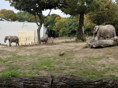 Słonie znikną z wybiegu Warszawskiego ZOO. Ogród wyjaśnia powód