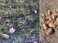 Po 20 latach zostawiła Warszawę i wróciła na ojcowiznę. Teraz ma uprawę wartą fortunę
