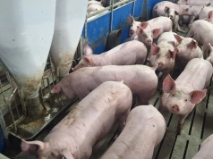 EUDR uderzy w producentów drobiu i trzody? Branża ostrzega przed kosztami