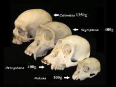 Historia człowieka