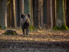 Dziki w pobliżu osiedli i szkół w Tychach. Co powinni wiedzieć mieszkańcy?