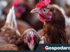 Branża drobiarska pod presją cenową