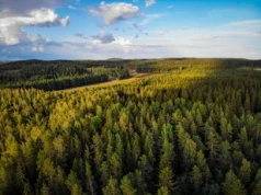 Zniknęło 530 ha lasu w Finlandii. Teraz Google się tłumaczy