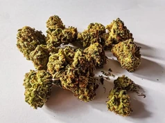 Lilac Diesel – energetyzująca odmiana o średniej mocy